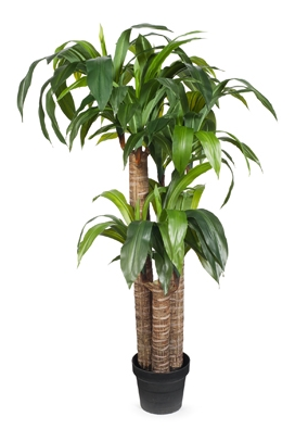 DRACAENA IN POT - ARTIFICIAL LIFELIKE PLANT