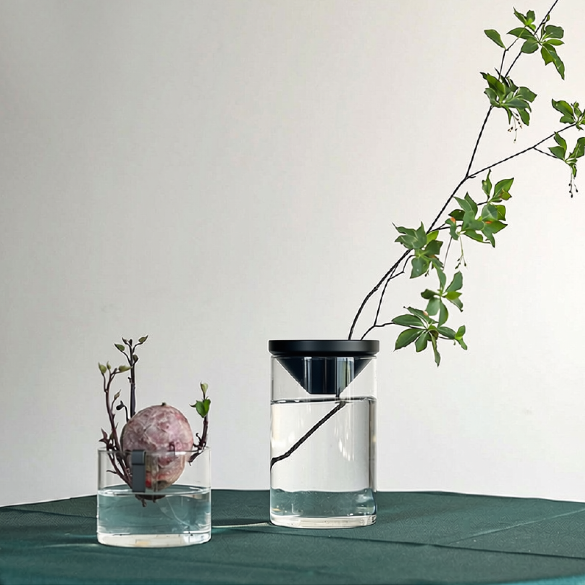 ZAKKIA HYDRAPONIC GLASS VASE - LARGE