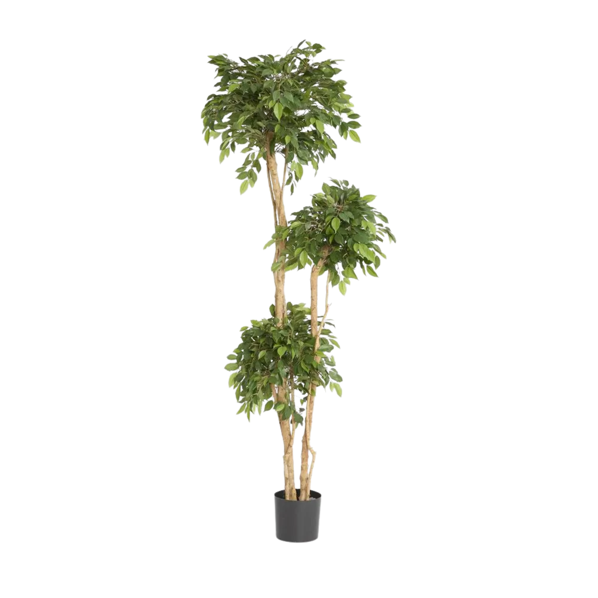 FICUS TREE  LIFELIKE HYPOALLERGENIC 180CM