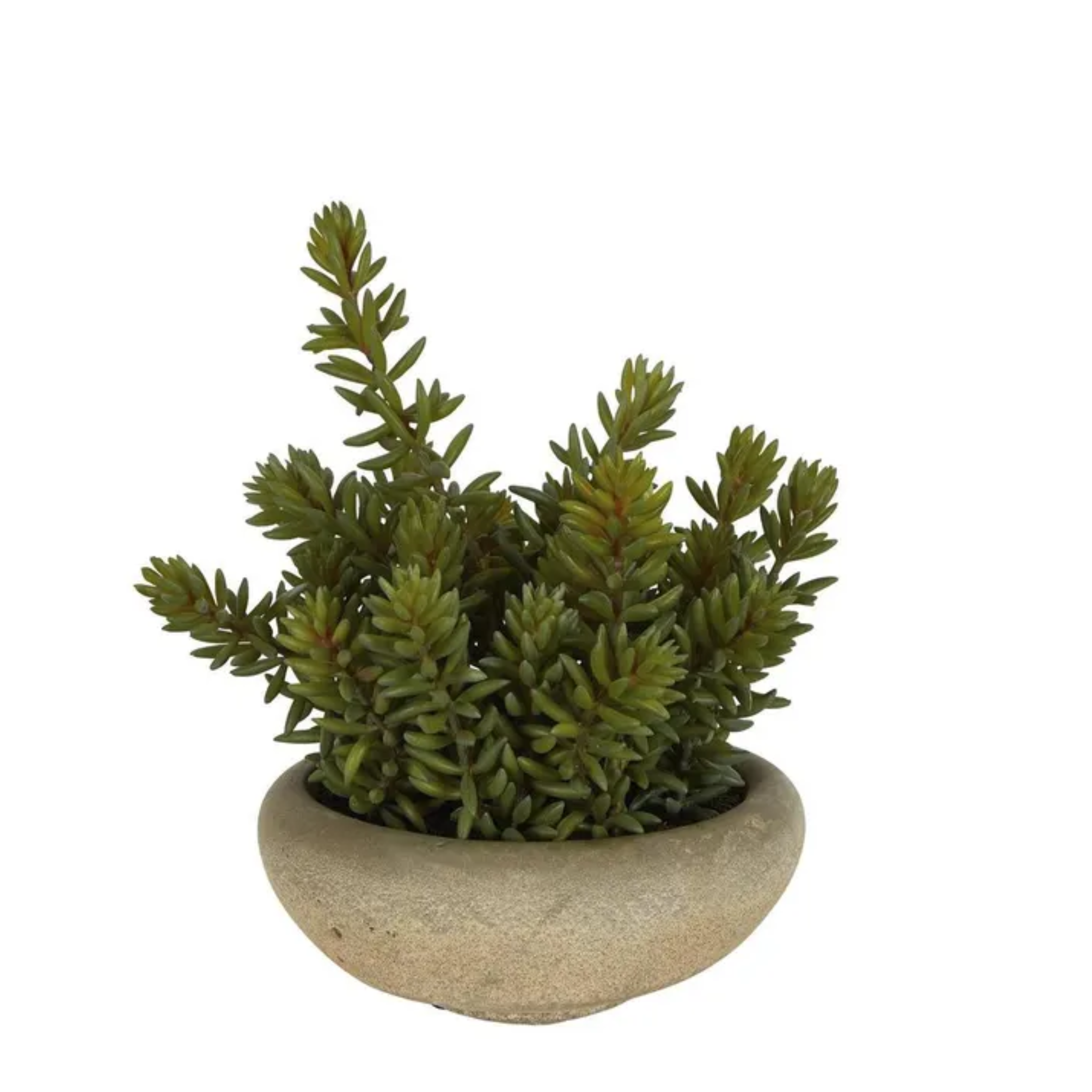 TROPICAL PLANTS IN CEMENT POT