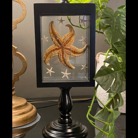 STARFISH IN SHADOWBOX 28CM (H)